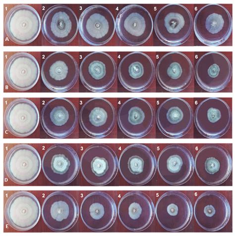 Colletotrichum Musae Colonies Submitted To Dipteryx Punctata Extracts