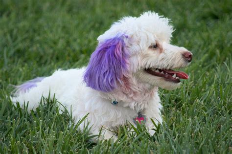 Share Tatertv Dogs Dog Ear Purple