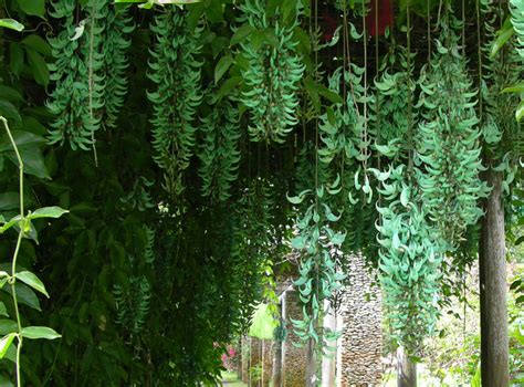 How To Grow The Jade Vine The Garden Of Eaden