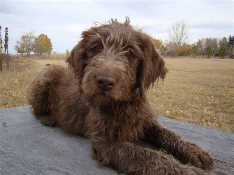 Their trainability is very high, and skill in hunting and retrieving are excellent. Pin by Carla Dinsmore on Labradoodle | Labradoodle puppy ...