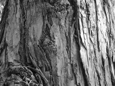 Tree Bark Texture 1 Free Stock Photo Public Domain Pictures