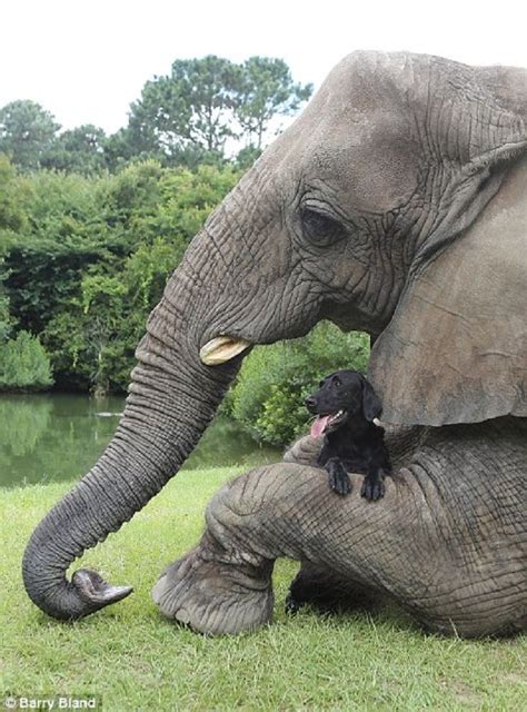 Top 10 Unusual Animal Friendships Power Of Two Pinterest