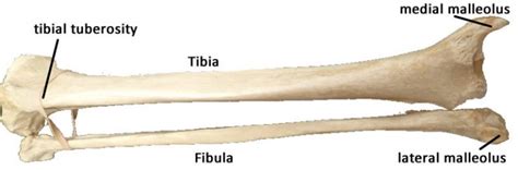 Tibia And Fibula