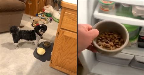 Some dogs simply refuse to eat kibble in favor of canned food. Picky Dog Won't Eat His Food, So Dad Puts The Bowl In The ...