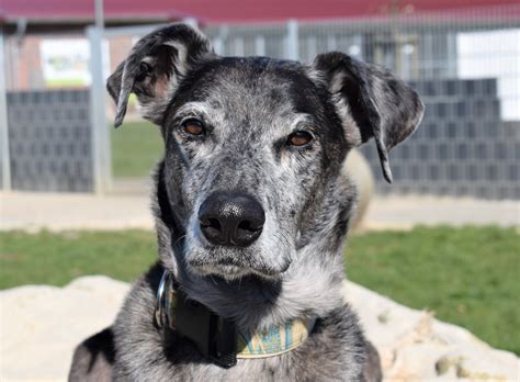 We offer everything your furry family member requires ranging from dog daycare, overnight, weekend, holiday boarding, training and bathing services. Doggen-Galgo Mischlingsrüde wartet im Tierheim Ahaus: Wer ...