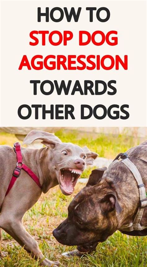 How To Stop Dog Aggression Towards Other Dogs Aggressive Dog