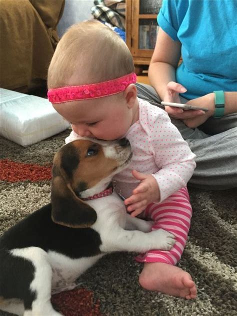 Cute Beagles Cute Puppies Dogs And Puppies Cute Dogs Doggies Baby