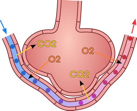 Discuss the importance of sufficient ventilation and perfusion, and how the body adapts when they are insufficient. File:Gas exchange in the aveolus.svg - Wikimedia Commons