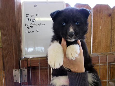 Husky puppies 2 female left 10 weeks fully wormed and de flea what's app me for more information all puppies come with 12 week flea and worming treatment plus a bag of food they. Addy's Agouti husky puppies 5 weeks old - Siberian Husky ...