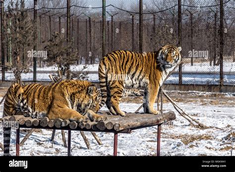 Los Tigres Siberianos En El Parque De Tigres Siberianos En Harbin