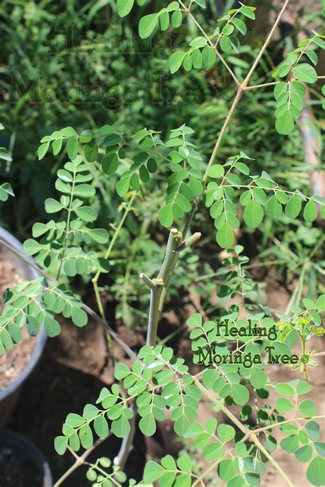 Moringa tea is made from the leaves of the moringa oleifera tree (more commonly known as horseradish tree). Healing Moringa Tree: Beautiful Moringa Trees ...