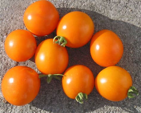 Orange Plum Oranzhevye Slivki Оранжевыe Сливки Tomato A