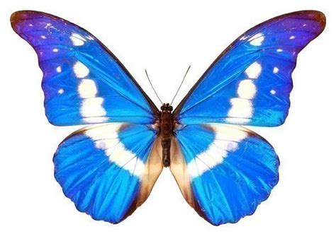 Bright Blue And White Butterfly Wall Decal By Wilsongraphics On Zibbet