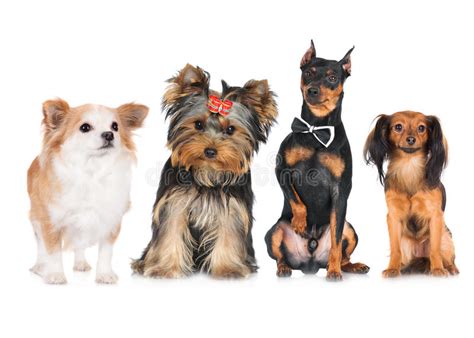 909 Animal Pet Group Collage Stock Photos Free And Royalty Free Stock