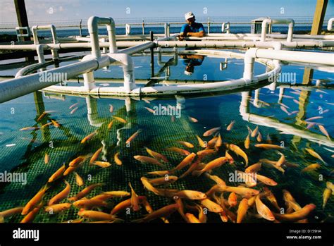 Kona Tilapia In Aquaculture Tank At Sea Farms Of Hawaii Natural