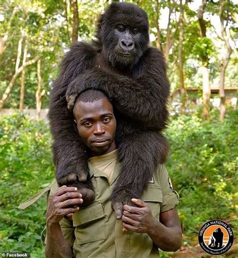 La Verdadera Historia De La Selfie Con Los Gorilas Que Se Volvió Viral