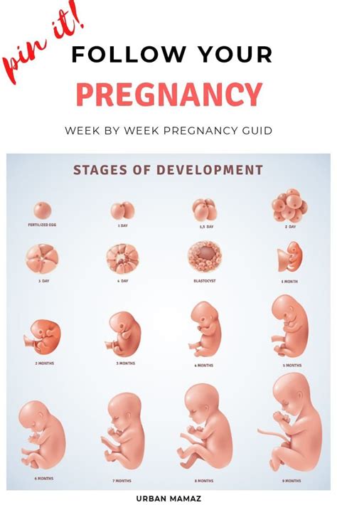 Very Helpful Diagram Of Prenatal Human Development As You Can See In The Top Left The Humans