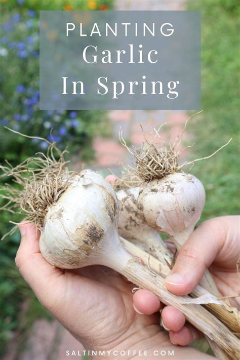 We did not find results for: Can you plant garlic in the spring? | Planting garlic in ...