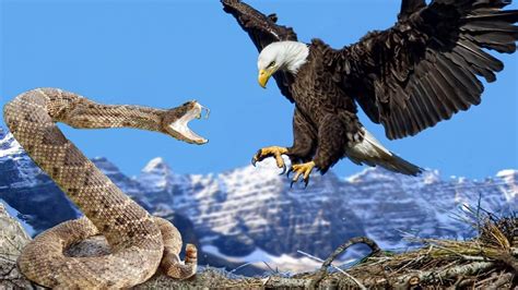 Eagle Vs Snake Real Fight Eagle Attack Snakes Amazing Animal Wild