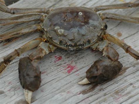 Chinese Mitten Crab Crab Species Crab Species