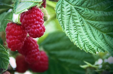Raspberry Shortcake Raspberries Food Gardening Network