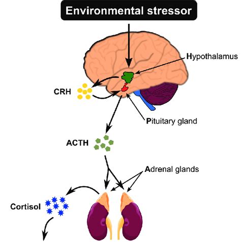 Hypothalamic Pituitary Adrenal Hpa Axis Experiencing An