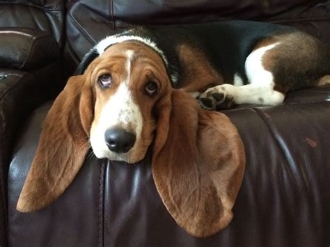 7 Month Basset Hound Puppy Ears Ears Ears Basset Hound Dog
