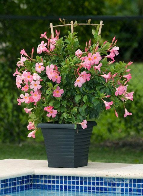 Check spelling or type a new query. 24 Best Vines for Containers | Shade plants, Climbing ...