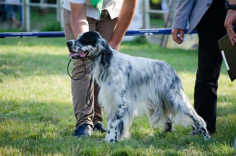 English Setter Charakter, Haltung & Pflege ...
