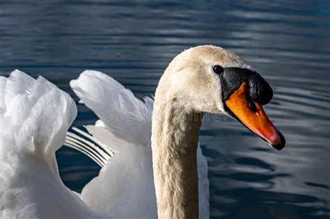 Portrait Of Adult Mute Swan Cygnus Olor Stock Image Image Of Habitat