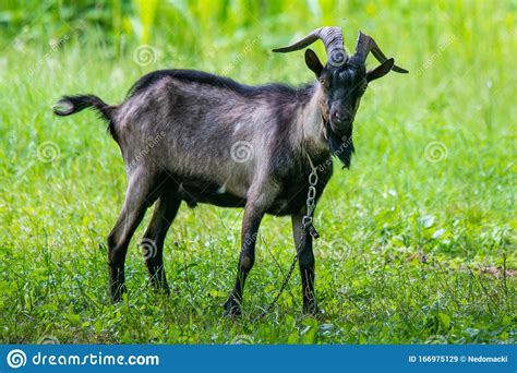 Beautiful Domestic Black Goats Portrait Stock Image Image Of Grass Horned 166975129