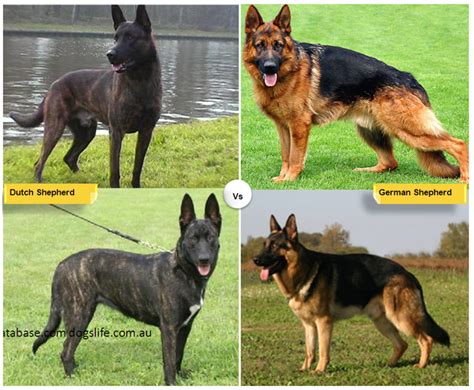 11 Dog Breeds Like The German Shepherd