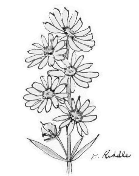 Kidsnfun Kleurplaat Tuinieren Zonnebloemen