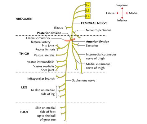 Femoral Nerve Branches Femoral Nerve Nerve Anatomy Arteries Anatomy