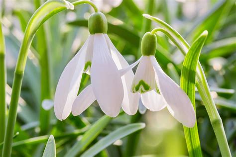 Free Pandp Snowdrops In The Green Winter Flowering Bulbs 50 Bulbs