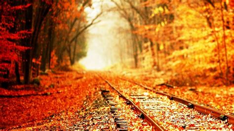 Autumn Train Trails In The Forest Backiee