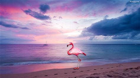 Flamingo Beach Sunset Flamingos Hd Wallpaper Pxfuel