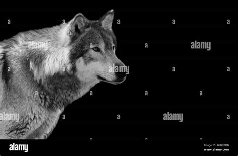 Dangerous Wolf Portrait On The Black Background Stock Photo Alamy