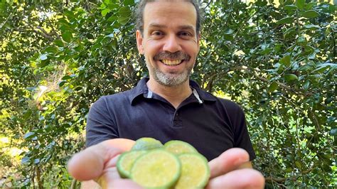 Researchers Say Native Gympie Limes Could Help Fight Citrus Greening