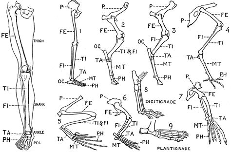 The axial skeleton and the appendicular formed by the left and right hip bones, the pelvic girdle connects the lower limb (leg) bones to the axial. Human Leg Bones Diagram / Bones Of The Human Leg And Foot Scienceaid - If you found bones on a ...