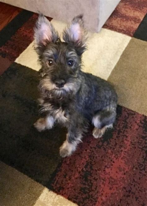 Paws atlanta provides the medical care, food, and supplies. 17 best Animals: Dogs: Adoption images on Pinterest ...