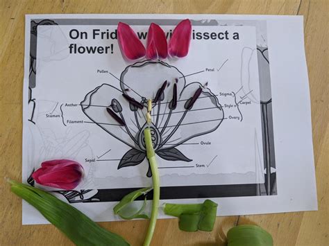 Home Learning Flower Dissection Eleanor Palmer Primary School
