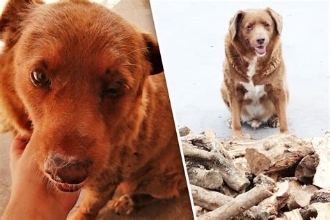 Neuer ältester Hund der Welt schlägt gleich zwei Rekorde: So alt ist Bobi!