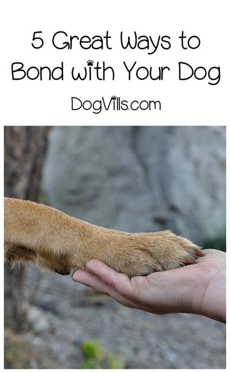 What Are The Best Ways To Bond With Your Dog Dogvills