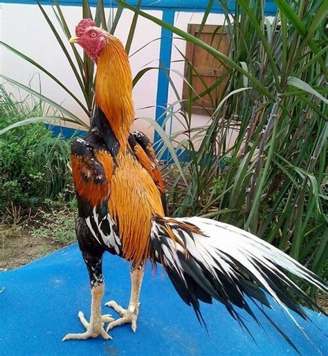 Menurut perkiraan, ada sekitar 24 miliar ayam di seluruh dunia. Primbon Ayam Wiring Kuning Asli Serta Ciri Dan Kelebihannya