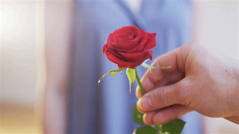 A Man Gives Red Rose To Woman Stock Footage Sbv 310775816 Storyblocks