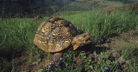 Dec 01, 2011 · it refers to the second largest terrestrial chelonian species on the african continent, the leopard tortoise, geochelone pardalis. Leopard Tortoise - Reptiles - South Africa