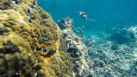 Half Of Worlds Coral Reefs Face Climate Change Threat By 2035 Study