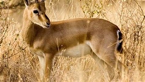 Animals Of The Thar Desert Sciencing