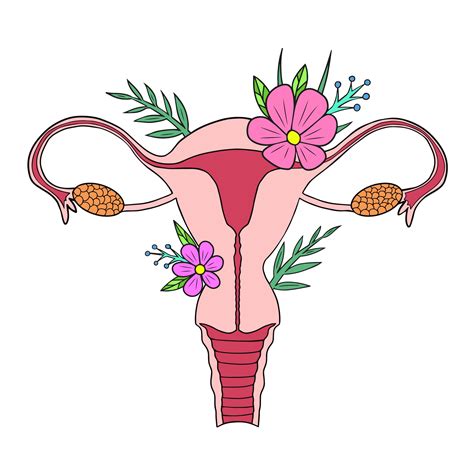 Tero Belleza Del Sistema Reproductor Femenino Con Flores Tero Dibujado A Mano Tero Rgano